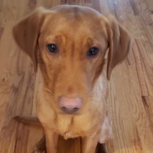 Meet your Posher, Cheryl